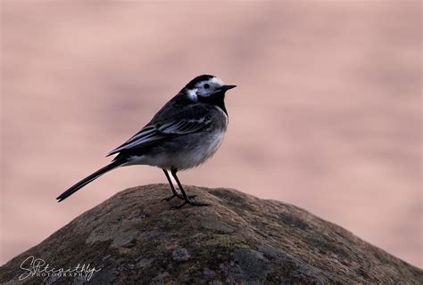 Pied Wagtail on Behance