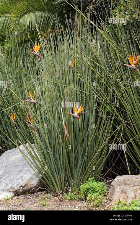 Strelitzia juncea hi-res stock photography and images - Alamy