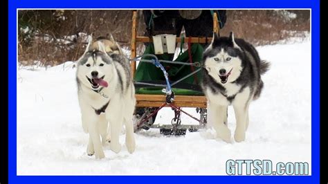 How Many Dogs Does It Take To Pull A Dog Sled