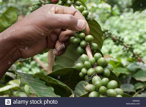 Picking Coffee Beans Stock Photos & Picking Coffee Beans Stock Images ...