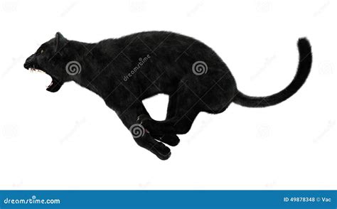 Hunting Black Panther Stock Photo | CartoonDealer.com #49878348