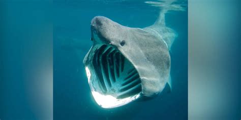 Scary-Looking Basking Sharks Are The Gentle Giants Of The Ocean - The Dodo