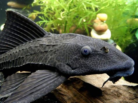 Pleco - Plecostomus - Fish Care | Pleco fish, Plecostomus, Freshwater ...