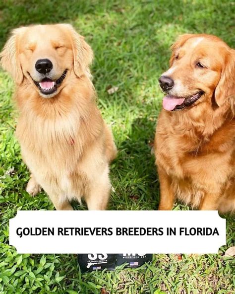 The 14 Best Golden Retriever Breeders in Florida (2024)