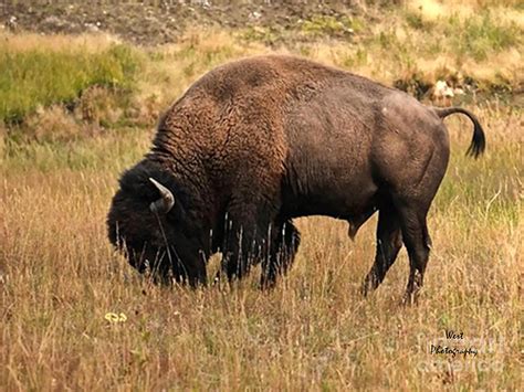 Wild Bison Grazing Photograph by Ron West