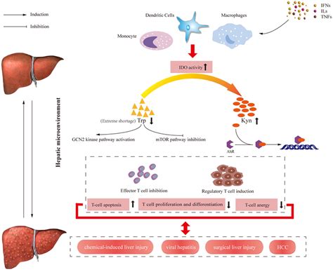 Overview of immune regulation pathways induced by IDO enzyme in humans.... | Download Scientific ...