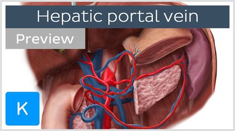 Portal Vein - A vein carrying blood from the digestive organs and spleen to.