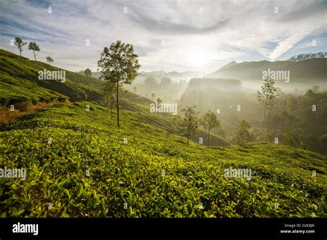 Sunrise over tea plantations in Munnar, Kerala, India Stock Photo - Alamy