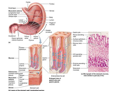 stomach mucosa and gastric glands Diagram | Quizlet