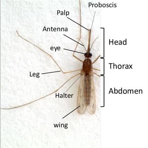 Stages of the Anopheles mosquito life-cycle | Download Scientific Diagram