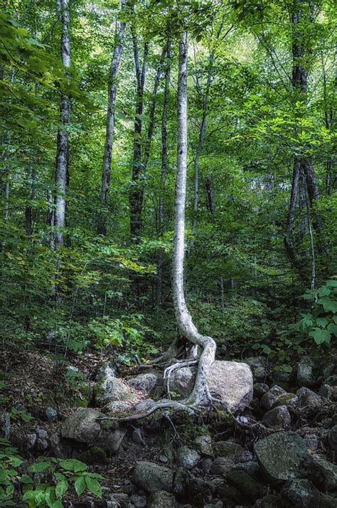 Silver Birch 9056 is a photograph by Karen Celella. The sun placed a spot light on this ...