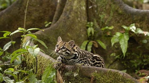 Ecuador Rainforest Animals | animals amazon rainforest ocelots Ecuador ...