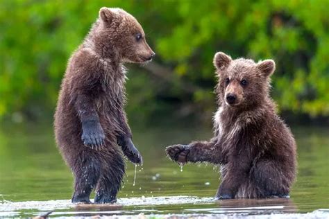 'Give me 5 with your bear hands': Two cute cubs play around in river - World News - Mirror Online