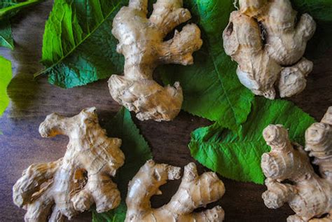 Can you Compost Ginger? – Organic Plant Magic