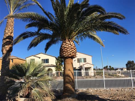 Hudgens Palm Trees: Palm Tree Sales of Las Vegas, Nevada