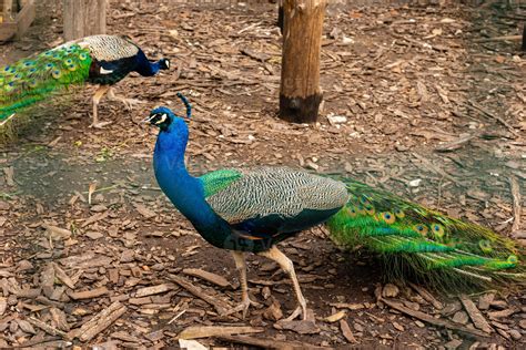 Beautiful peacock at the zoo 4711271 Stock Photo at Vecteezy