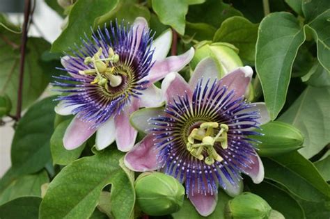 Passiflora 'Blue Bouquet' | Passionflower Blue Boutique | plant lust