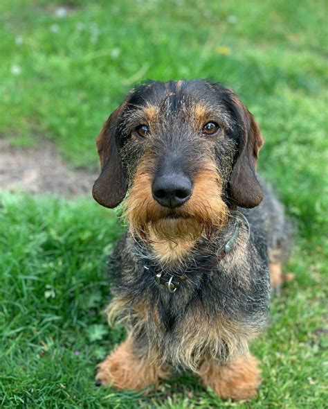 Dachshund Wirehaired Brown Dachshund, Wire Haired Dachshund, Dachshund Love, Doxie, Daschund ...