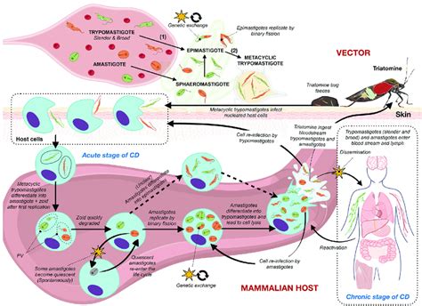 Trypanosoma cruzi life cycle and key challenges for the development of... | Download Scientific ...