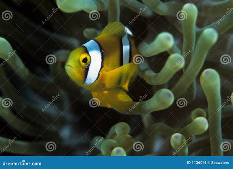 Clownfish stock photo. Image of nemo, wildlife, symbiotic - 1136044