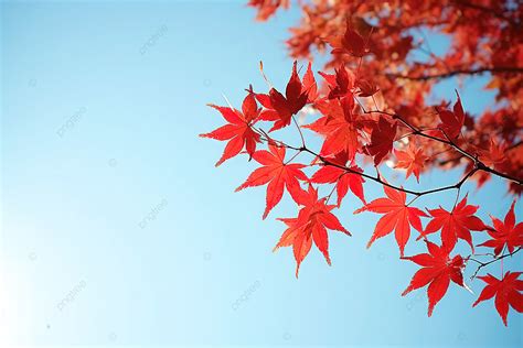 Red Leaf In Autumn Photo Background, Autumn, Season, Daytime Background Image And Wallpaper for ...