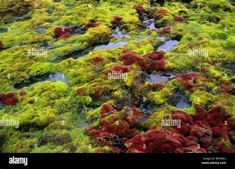 Arctic Moss Stock Photos & Arctic Moss Stock Images - Alamy