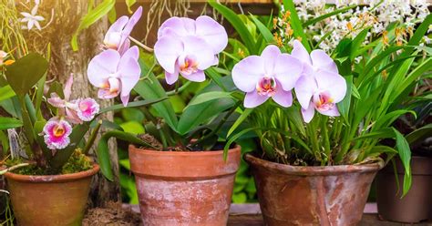 How to Grow and Care for Orchids | Gardener’s Path