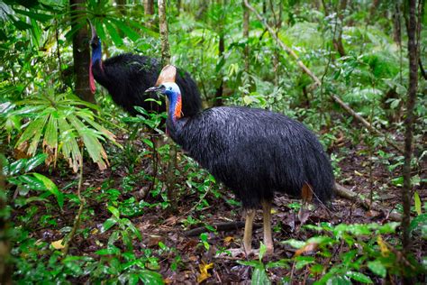 Cassowary Attack Humans