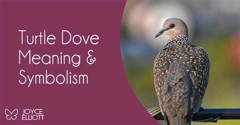 Turtle Dove Symbolism: 3 Powerful Messages Of Peace & Harmony - Joyce Elliott