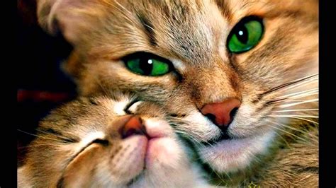 OS 12 GATOS MAIS LINDOS DO MUNDO - YouTube