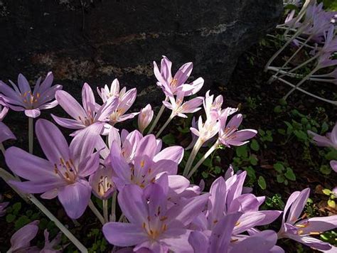 The 8 Most Colorful Fall-Blooming Flowers in Massachusetts - A-Z Animals