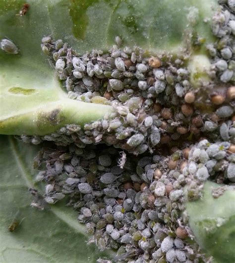 mealy cabbage aphids close up ©greensideup.ie | Greenside Up