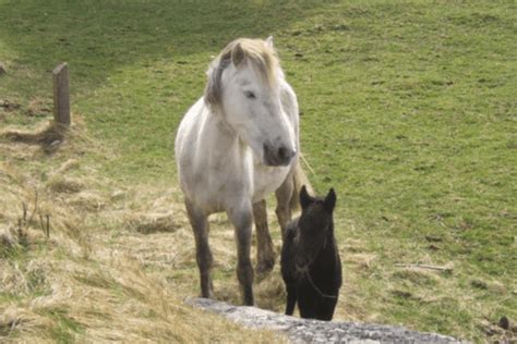 Eriskay Pony: History, Characteristics and Temperament - Horse Wildlife