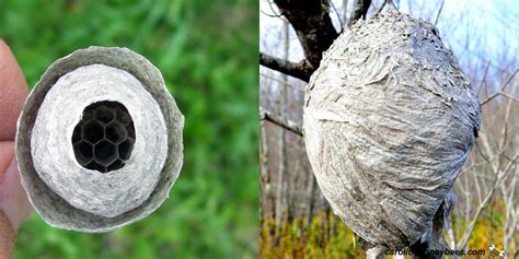 Bee Nest vs Wasp Nest: Which One Is it? - Carolina Honeybees