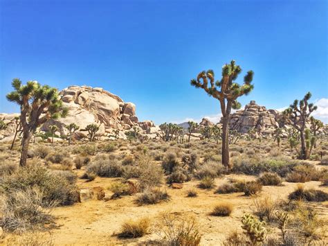 Lost Horse Mine Hike in Joshua Tree National Park • Foodie Loves Fitness