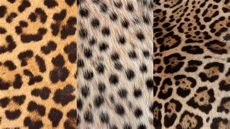 Jaguar Vs Leopard Vs Cheetah / What S The Difference Cheetah Vs Leopard ...