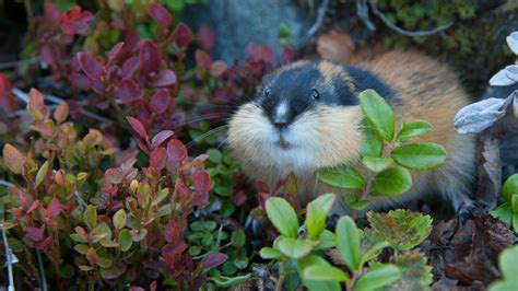 Are lemmings really prone to jumping off cliffs? - Verve times