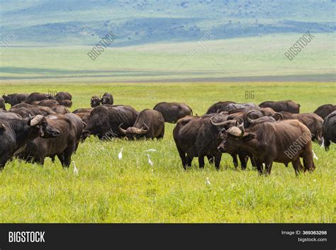 African Buffalo Herd Image & Photo (Free Trial) | Bigstock