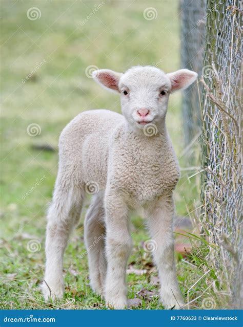 Cute baby lamb stock image. Image of cute, farm, beautiful - 7760633