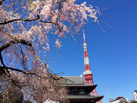 Tokyo Tower Cherry Blossoms (Sakura) | Experience Tokyo – Travel ...