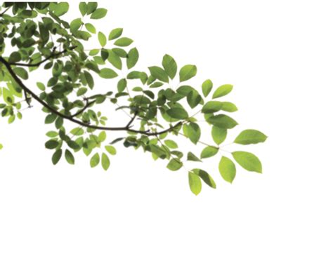 tree branch png transparent - Clip Art Library