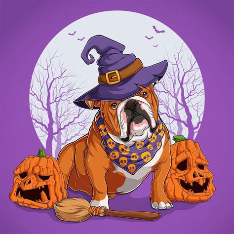 English Bulldog in Halloween disguise sitting on a broom and wearing witch hat with pumpkins ...