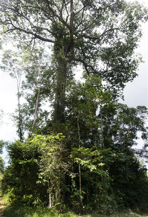 Supertrees: The Amazon’s Brazil nut tree creates its own rainfall — and it’s in danger - Vox