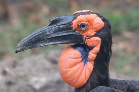 Mabula Ground Hornbill Project | Tulsa Zoo