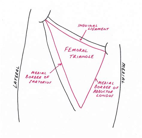 Lower Limb Anatomy: The Femoral Triangle - Ponder Med