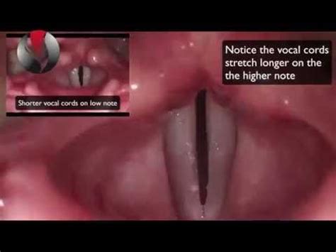 Ep.9: Singing Basics: How do Vocal Cords Work? | Vocal, Singing ...