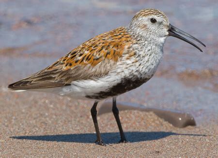 Dunlin - American Bird Conservancy