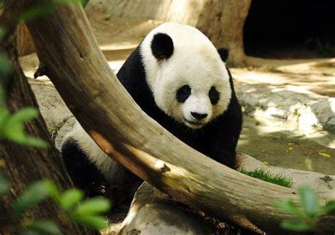 Study: Human activities caused shifts and declines in panda population ...