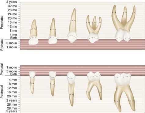 3: The Primary (Deciduous) Teeth | Pocket Dentistry