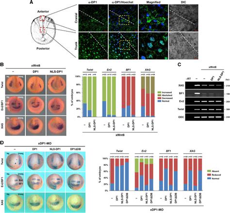 Differential nucleocytoplasmic localizations of DP1 confer its dual... | Download Scientific Diagram